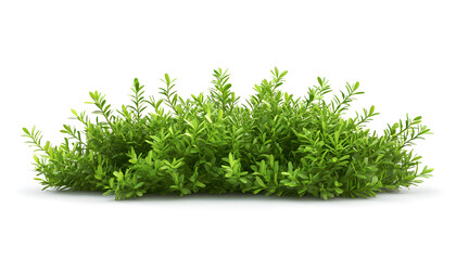 Lush Green Boxwood Bush Isolated on White Background