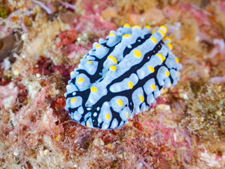 タテヒダイボウミウシ, Phyllidia varicosa, Sea Slug, イボウミウシ科,
他の群れ。
静岡県伊豆半島南伊豆町中木ヒリゾ浜-2025年
渡し船だけで行ける日本有数のシュノーケリングスポット。

