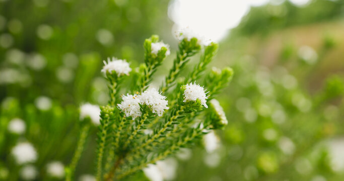 Bush, nature and white flowers outdoor in spring, botany and buchu in garden ecosystem. Natural beauty, plants and growth with petals, floral environment and fynbos in bloom closeup on background