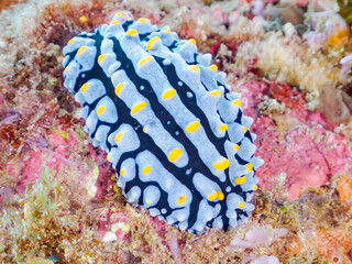 タテヒダイボウミウシ, Phyllidia varicosa, Sea Slug, イボウミウシ科,
他の群れ。
静岡県伊豆半島南伊豆町中木ヒリゾ浜-2025年
渡し船だけで行ける日本有数のシュノーケリングスポット。
