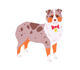 Australian Shepherd Dog Vector. Illustration of a dog wearing red bow tie with a bell. Christmas puppy character in modern flat style on white background