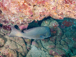 コロダイ, Painted Sweetlips, Diagramma pictum,...