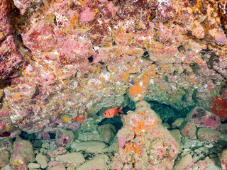 ミナミハタンポ, Black-Stripe Sweeper, Pempheris schwenkii, ハタンポ科,
ナミマツカサ, Bigscale soldierfish, Myripristis kochiensis, イットウダイ科,
他の群れ。
静岡県伊豆半島南伊豆町中木ヒリゾ浜-2025年
渡し船だけで行ける日本有数のシュノーケリングスポット。
