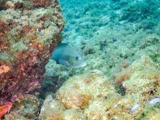 Obraz premium コロダイ, Painted Sweetlips, Diagramma pictum, イサキ科, 他の群れ。 静岡県伊豆半島南伊豆町中木ヒリゾ浜-2025年 渡し船だけで行ける日本有数のシュノーケリングスポット。 