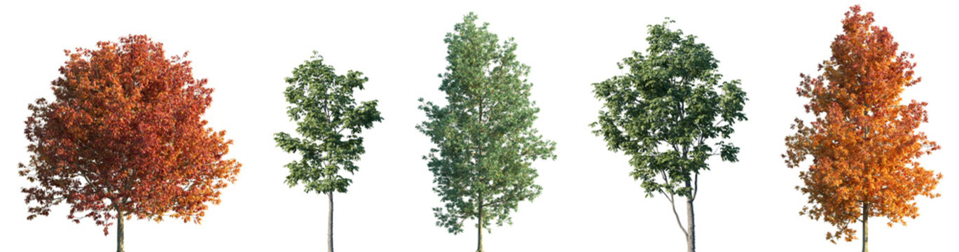 Set of autumn and summer Fraxinus americana and Fraxinus velutina frontal street trees isolated png in sunny daylight on a transparent background perfectly cutout