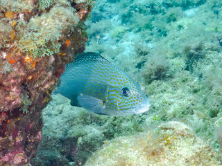 コロダイ, Painted Sweetlips, Diagramma pictum, イサキ科,
他の群れ。
静岡県伊豆半島南伊豆町中木ヒリゾ浜-2025年
渡し船だけで行ける日本有数のシュノーケリングスポット。
