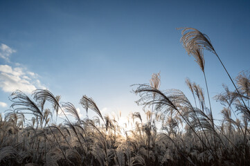 夕焼けの光が眩しい、ススキが美しい曽禰高原の素朴な田舎の景色