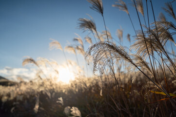 夕焼けの光が眩しい、ススキが美しい曽禰高原の素朴な田舎の景色