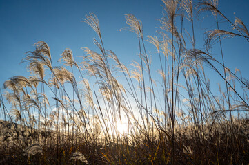 夕焼けの光が眩しい、ススキが美しい曽禰高原の素朴な田舎の景色