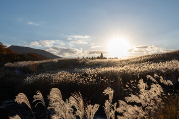 夕焼けの光が眩しい、ススキが美しい曽禰高原の素朴な田舎の景色