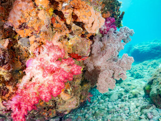 ウミトサカ, Alcyonacea, ウミトサカ科,
アカトゲトサカ, トゲトサカ, ...