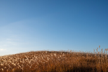 夕焼けとススキ、曽禰高原の素朴な田舎の景色が美しい
