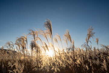 夕焼けの光が眩しい、ススキが美しい曽禰高原の素朴な田舎の景色