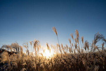 夕焼けの光が眩しい、ススキが美しい曽禰高原の素朴な田舎の景色