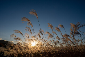 夕焼けの光が眩しい、ススキが美しい曽禰高原の素朴な田舎の景色