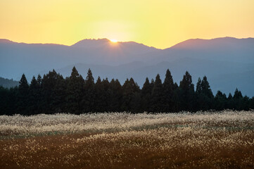 夕焼けの光が眩しい、ススキが美しい曽禰高原の素朴な田舎の景色