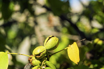 Cluster of mature walnuts in husks on a tree in Sisteron, France, with split brown outer shells revealing the nuts inside.