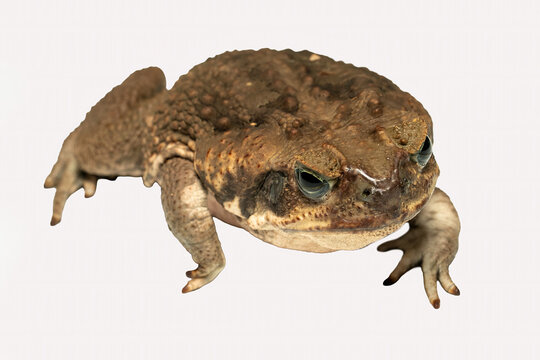 Cane toad (Rhinella marina) also known as giant neotropical toad or marine toad, is a large, terrestrial true toad native to South and Central America.