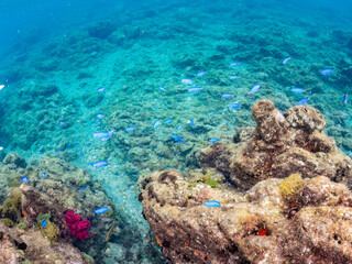 ソラスズメダイ, Heavenly Damselfish, Pomacentrus coelestis, スズメダイ科,
キンギョハナダイ, Sea Goldie, Pseudanthias squamipinnis, ハナダイ亜科,
ホウライヒメジ, Whitesaddle goatfish, Parupeneus ciliatus, ヒメジ科,
他の群れ。
静岡県伊豆半島南伊豆町中木ヒリゾ浜-