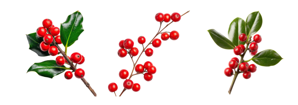Winter holly berry branches with glossy green leaves and bright red berries, festive botanical still life evoking seasonal cheer - Powered by Adobe