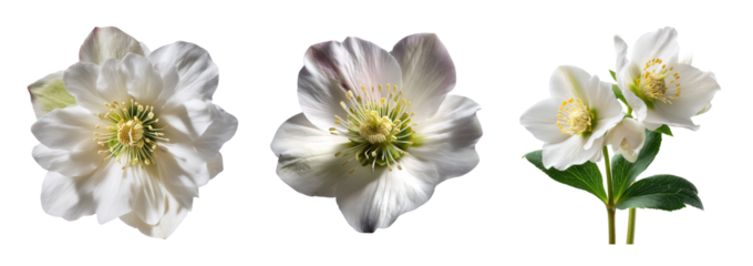 White hellebore flower closeup with delicate white petals and yellow center conveying serene natural beauty and gentle mood