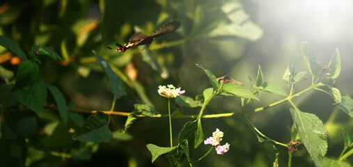 Abstract Golden Light Flare with Subtle Green Foliage Ideal for Digital Greeting Card or Luxury...