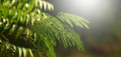 Abstract Golden Light Flare with Subtle Green Foliage Ideal for Digital Greeting Card or Luxury...