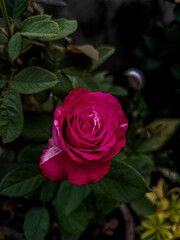 red rose with water drops