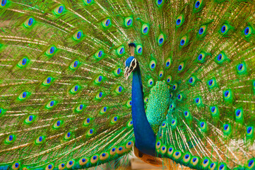 Obraz premium dancing peacock with feathers out