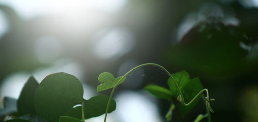 Abstract Golden Light Flare with Subtle Green Foliage Ideal for Digital Greeting Card or Luxury...