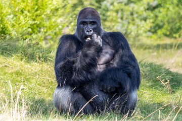 Naklejka premium A male lowland gorilla sits in the grass and feeds