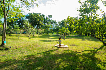 Green meadow grass with tree in city park sun light