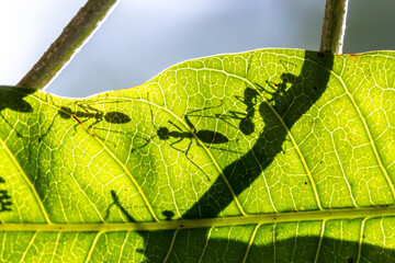 Silhouette of the Weaver ants (Oecophylla smaragdina) on green leaf against sun