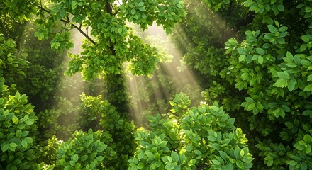 Fototapeta premium Sunlight streaming through lush green canopy creating a dreamy forest scene