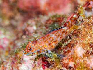 ヨゴレヘビギンポ, Yogore hebiginpo, Threefin blennies, Helcogramma nesion, ヘビギンポ科,
他の群れ。
静岡県伊豆半島南伊豆町中木ヒリゾ浜-2025年
渡し船だけで行ける日本有数のシュノーケリングスポット。
