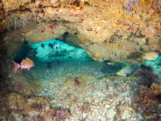 メジナ, Largescale Blackfish, Girella punctata, イスズミ科,
ホウライヒメジ, Whitesaddle goatfish, Parupeneus ciliatus, ヒメジ科,
ウミトサカ, Alcyonacea, ウミトサカ科,
他の群れ。
静岡県伊豆半島南伊豆町中木ヒリゾ浜-2025年
渡し船だけで行ける日本有数のシュノーケリングスポット。

