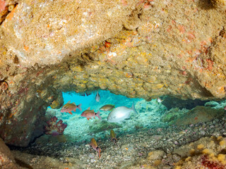 メジナ, Largescale Blackfish, Girella punctata, イスズミ科,
ホウライヒメジ, Whitesaddle goatfish, Parupeneus ciliatus, ヒメジ科,
ウミトサカ, Alcyonacea, ウミトサカ科,
他の群れ。
静岡県伊豆半島南伊豆町中木ヒリゾ浜-2025年
渡し船だけで行ける日本有数のシュノーケリングスポット。
