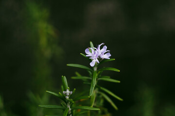 Fleur de romarin © Liline