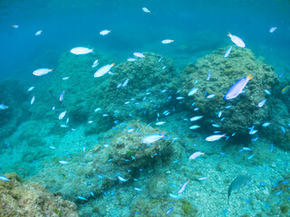 Fototapeta premium ソラスズメダイ, Heavenly Damselfish, Pomacentrus coelestis, スズメダイ科, 他の群れ。 静岡県伊豆半島南伊豆町中木ヒリゾ浜-2025年 渡し船だけで行ける日本有数のシュノーケリングスポット。 