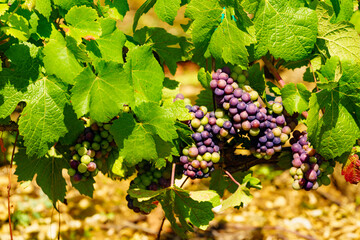 Naklejka premium Vine grapes on tree