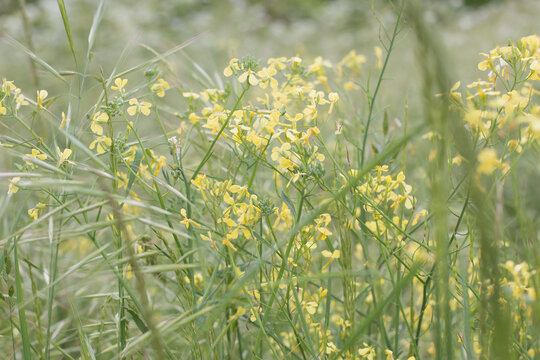 Champ de fleurs