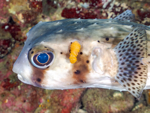イシガキフグ, Pacific Burrfish, Chilomycterus reticulatus, ハリセンボン科,
寄生虫がついている。
他の群れ。
静岡県伊豆半島南伊豆町中木ヒリゾ浜-2025年
渡し船だけで行ける日本有数のシュノーケリングスポット。
