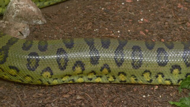 Close-up footage of a large green anaconda sliding over the forest floor, showing its patterned scales and powerful body movements. Snake natural texture, slow motion, calm reptile behavior. Anaconda