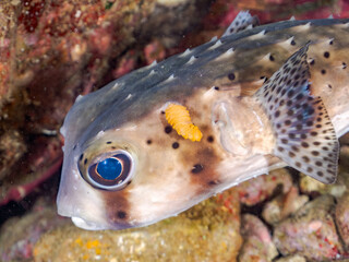 イシガキフグ, Pacific Burrfish, Chilomycterus reticulatus, ハリセンボン科,
寄生虫がついている。
他の群れ。
静岡県伊豆半島南伊豆町中木ヒリゾ浜-2025年
渡し船だけで行ける日本有数のシュノーケリングスポット。
