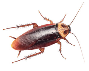 American red cockroach insect on a white background