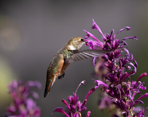 hummingbird and flower