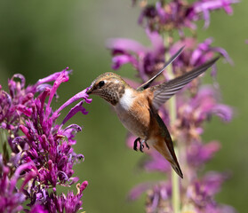 hummingbird and flower