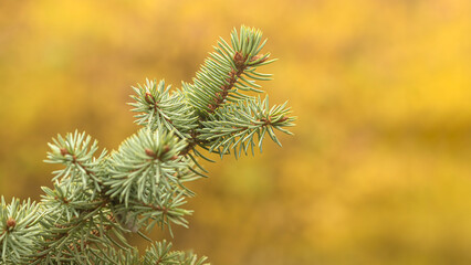 Autumn Pine Branch with Soft Golden Bokeh