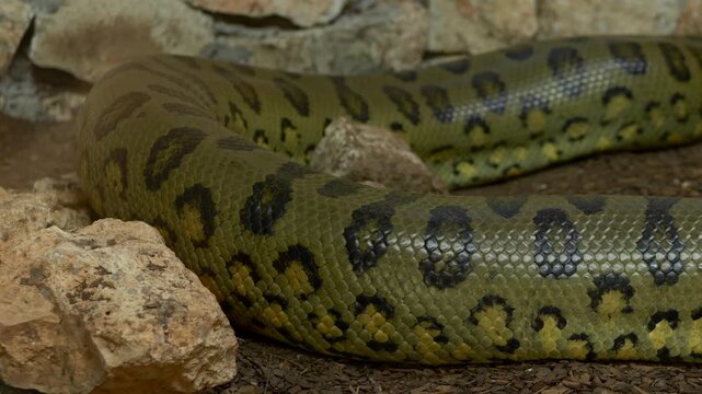 Close-up view of large anaconda Eunectes murinus crawling among rocks, showing patterned scales, massive body and subtle motion. Massive green anaconda, textured scales and distinctive coloration