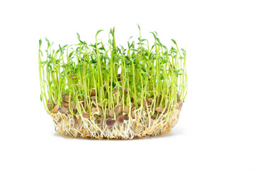 Macro detail of brown lentil sprouts isolated